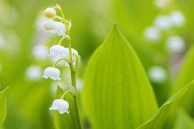 开放世界生存游戏《Rooted》上架Steam 虚幻5引擎打造